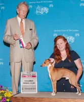 AKC  Prada GCH sired, a female Italian Greyhound for sale in Clinton, SC – 7 of 10