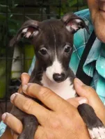 AKC Folgers GCH sired, a male Italian Greyhound for sale in Clinton, SC – 1 of 10