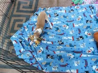  AKC BARKLAVA , a male Italian Greyhound for sale in Clinton, SC – 4 of 10