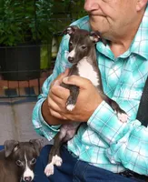 AKC Folgers GCH sired, a male Italian Greyhound for sale in Clinton, SC – 2 of 10