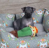 AKC TIP, a male Xoloitzcuintli for sale in Clinton, SC – 4 of 8