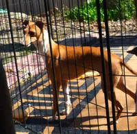 AKC Lamborghini GCH sired, a male Italian Greyhound for sale in Clinton, SC – 10 of 10