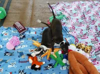AKC Tiffany GCH sire, a female Italian Greyhound for sale in Clinton, SC – 6 of 10
