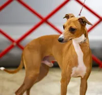 AKC Anise GCH sired, a female Italian Greyhound for sale in Clinton, SC – 6 of 10