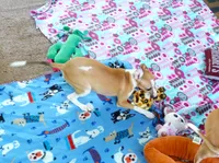  AKC BARKLAVA , a male Italian Greyhound for sale in Clinton, SC – 5 of 10