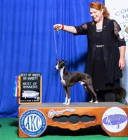 AKC Harley GCH sired ready now, a male Italian Greyhound for sale in Clinton, SC – Photo 8 of 9
