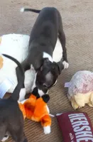 AKC Harley GCH sired ready now, a male Italian Greyhound for sale in Clinton, SC – Photo 6 of 9