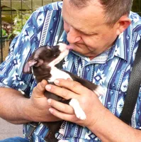 AKC Harley GCH sired ready now, a male Italian Greyhound for sale in Clinton, SC – Photo 3 of 9