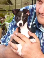 AKC Harley GCH sired ready now, a male Italian Greyhound for sale in Clinton, SC – Photo 1 of 9