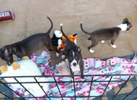 AKC Harley GCH sired ready now, a male Italian Greyhound for sale in Clinton, SC – Photo 4 of 9