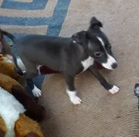 AKC Harley GCH sired ready now, a male Italian Greyhound for sale in Clinton, SC – Photo 5 of 9