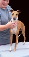 AKC TIRAMISU, a female Italian Greyhound for sale in Clinton, SC – 10 of 10