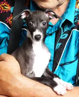AKC  Prada GCH sired, a female Italian Greyhound for sale in Clinton, SC – 4 of 10