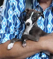 AKC Dior GCH sired, a female Italian Greyhound for sale in Clinton, SC – 2 of 10