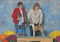 AKC CANDYLAND GCH SIRED, a female Italian Greyhound for sale in Clinton, SC – 6 of 7