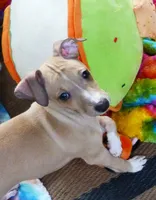 AKC Lamborghini GCH sired, a male Italian Greyhound for sale in Clinton, SC – 2 of 10