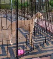 AKC Croissant GCH sired, a male Italian Greyhound for sale in Clinton, SC – 9 of 10
