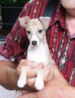 AKC Ferrari  GCH sired, a male Italian Greyhound for sale in Clinton, SC – 6 of 10