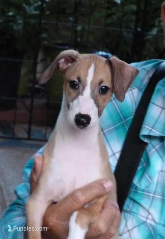 AKC Corvette GCH sired – Italian Greyhound puppy for sale in Clinton, SC