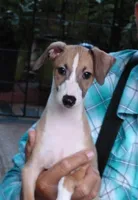 AKC Corvette GCH sired, a male Italian Greyhound for sale in Clinton, SC – 1 of 10