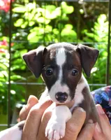 AKC Alfa Romeo GCH sired, a male Italian Greyhound for sale in Clinton, SC – 5 of 10