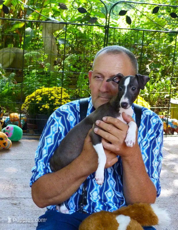 AKC Alfa Romeo GCH sired – Italian Greyhound puppy for sale in Clinton, SC