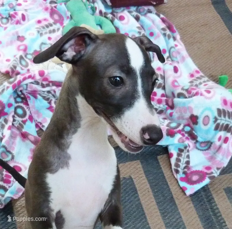 AKC Alfa Romeo GCH sired – Italian Greyhound puppy for sale in Clinton, SC