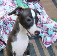 AKC Alfa Romeo GCH sired, a male Italian Greyhound for sale in Clinton, SC – 1 of 10