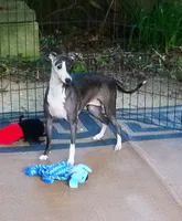AKC Cheerwine CH sired, a female Italian Greyhound for sale in Clinton, SC – 9 of 10