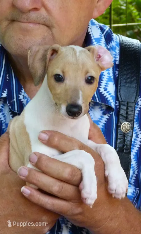 AKC PUZZLE GCH SIRED – Italian Greyhound puppy for sale in Clinton, SC
