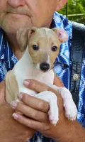 AKC PUZZLE GCH SIRED, a male Italian Greyhound for sale in Clinton, SC – 1 of 7