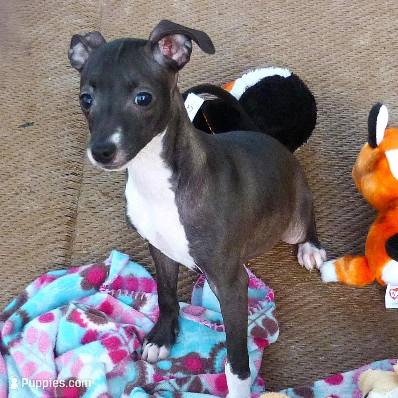 AKC Pixie CGH sired ready now, a female Italian Greyhound for sale in Clinton, SC – Photo 5 of 9