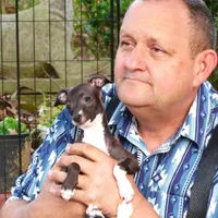 AKC Pixie CGH sired ready now, a female Italian Greyhound for sale in Clinton, SC – Photo 2 of 9