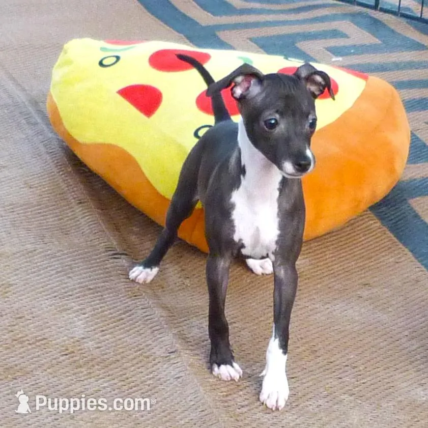 AKC Pixie CGH sired ready now, a female Italian Greyhound for sale in Clinton, SC – Photo 4 of 9