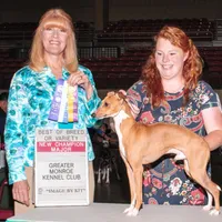 AKC Pixie CGH sired ready now, a female Italian Greyhound for sale in Clinton, SC – Photo 9 of 9