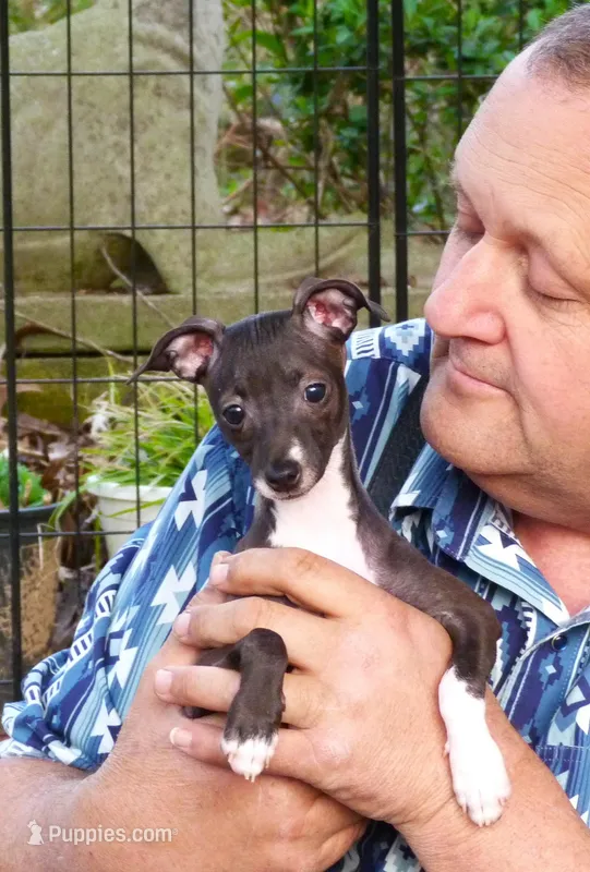 AKC Pixie CGH sired ready now