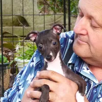 AKC Pixie CGH sired ready now, a female Italian Greyhound for sale in Clinton, SC – Photo 1 of 9
