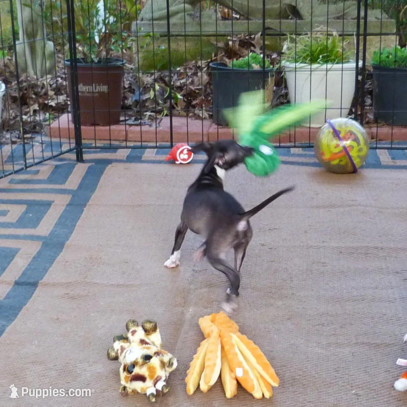 AKC Pixie CGH sired ready now, a female Italian Greyhound for sale in Clinton, SC – Photo 6 of 9