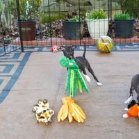 AKC Pixie CGH sired ready now, a female Italian Greyhound for sale in Clinton, SC – Photo 3 of 9