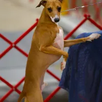 AKC Pixie CGH sired ready now, a female Italian Greyhound for sale in Clinton, SC – Photo 8 of 9