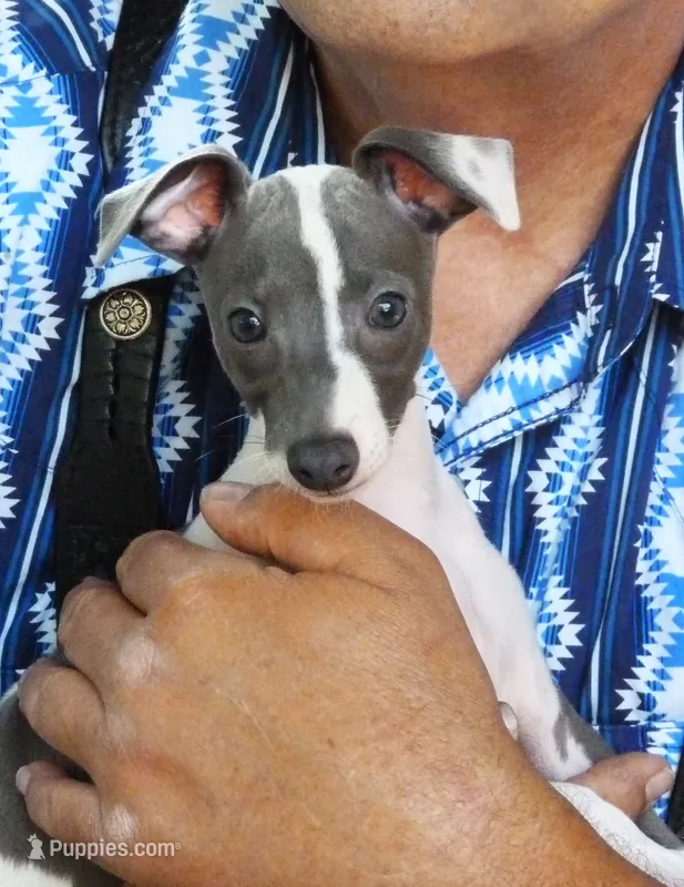 AKC BATTLESHIP GCH SIRED – Italian Greyhound puppy for sale in Clinton, SC