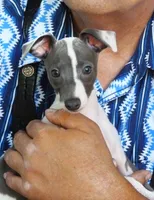 AKC BATTLESHIP GCH SIRED, a male Italian Greyhound for sale in Clinton, SC – 1 of 7