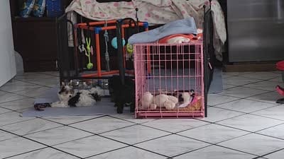 Facility video