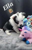 Ella very small, a female Yorkshire Terrier for sale in Holiday, FL – 4 of 9