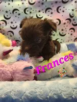 Frances, a female Yorkshire Terrier for sale in Holiday, FL – 8 of 9