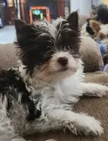 Grace, a female Yorkshire Terrier for sale in Holiday, FL – 2 of 10