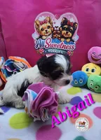 Abigail, a female Yorkshire Terrier for sale in Holiday, FL – Photo 8 of 10