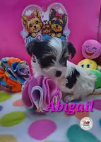 Abigail, a female Yorkshire Terrier for sale in Holiday, FL – Photo 4 of 10