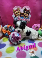 Abigail, a female Yorkshire Terrier for sale in Holiday, FL – Photo 7 of 10