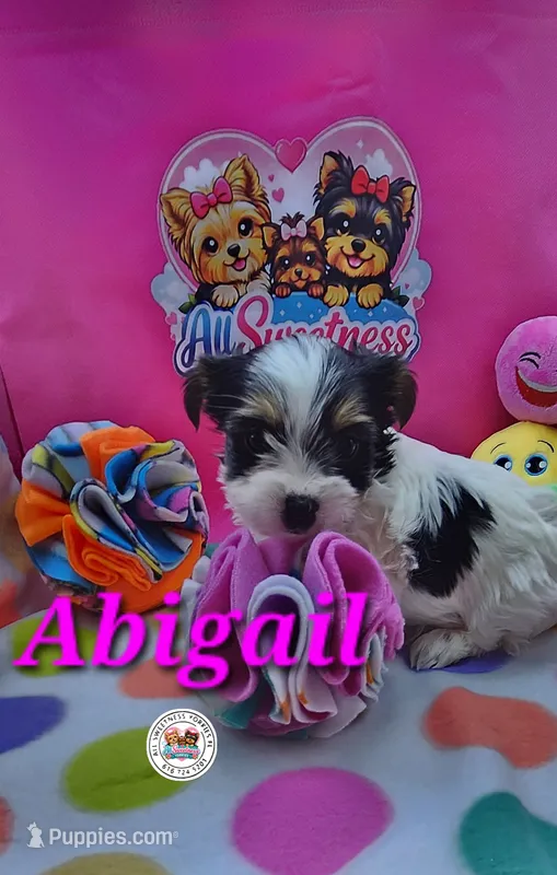 Abigail